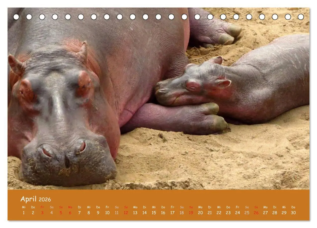 Bild: 9783516119183 | Auge in Auge mit den Tieren Afrikas (Tischkalender 2026 DIN A5...