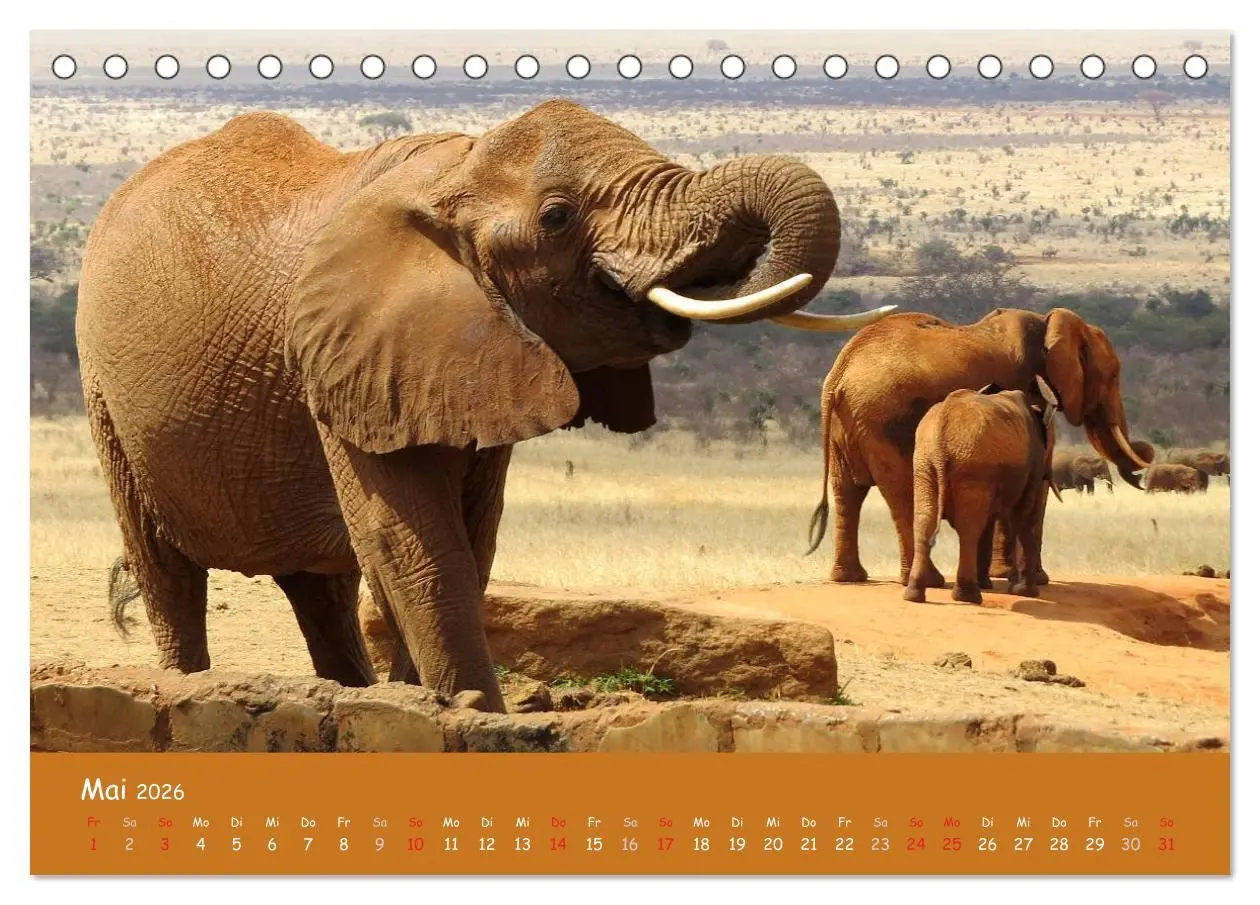 Bild: 9783516119183 | Auge in Auge mit den Tieren Afrikas (Tischkalender 2026 DIN A5...
