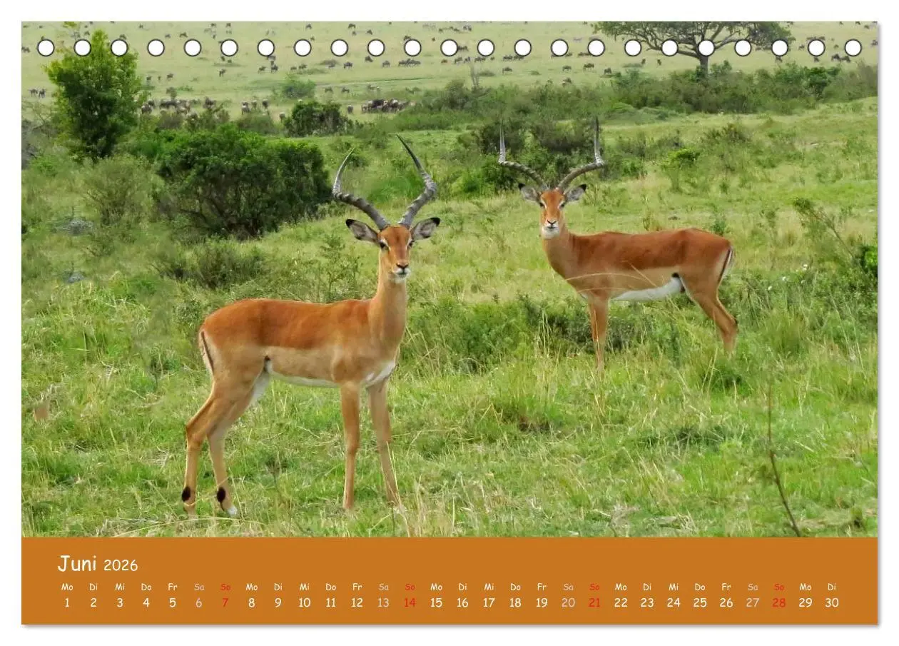 Bild: 9783516119183 | Auge in Auge mit den Tieren Afrikas (Tischkalender 2026 DIN A5...