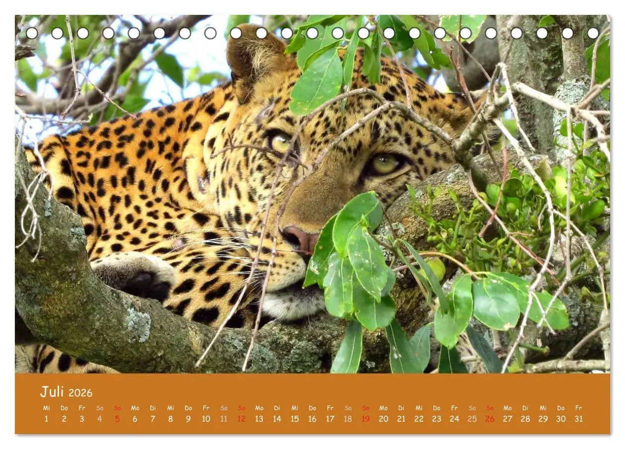 Bild: 9783516119183 | Auge in Auge mit den Tieren Afrikas (Tischkalender 2026 DIN A5...