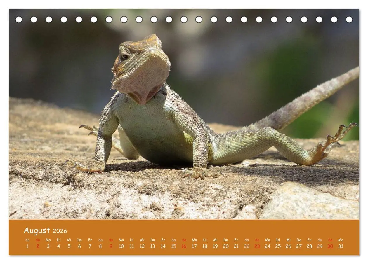 Bild: 9783516119183 | Auge in Auge mit den Tieren Afrikas (Tischkalender 2026 DIN A5...