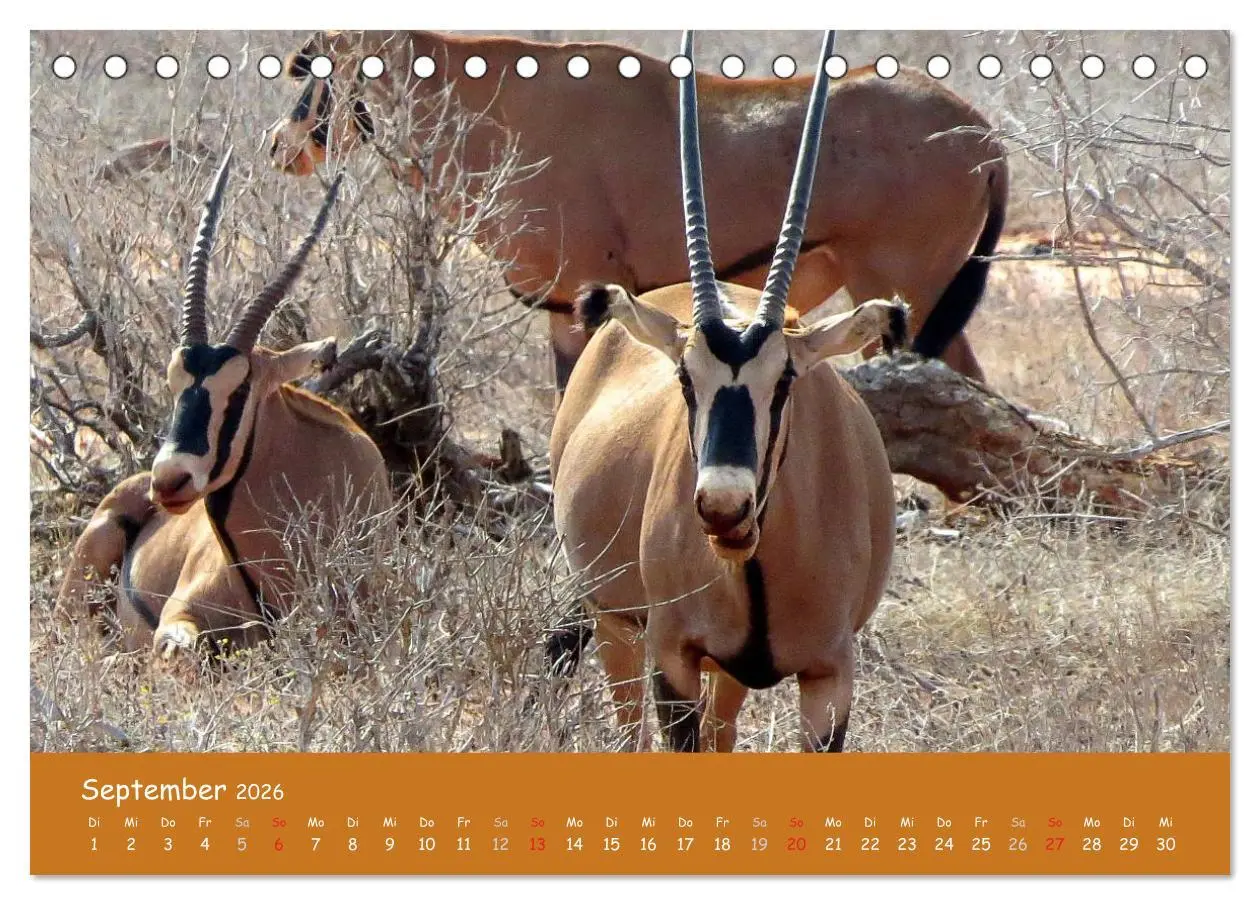 Bild: 9783516119183 | Auge in Auge mit den Tieren Afrikas (Tischkalender 2026 DIN A5...