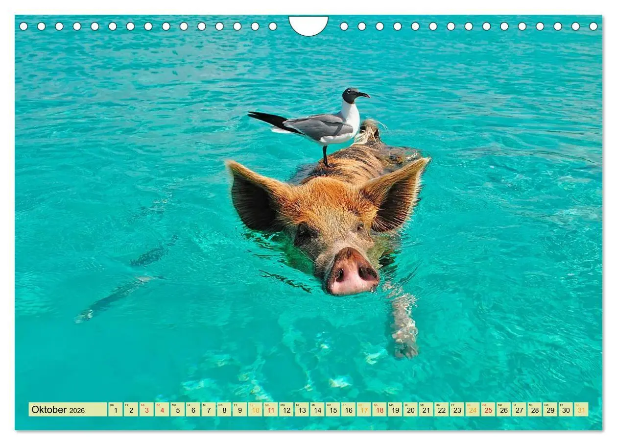 Bild: 9783457949283 | Lustig und verrückt - der ganz andere Tierkalender (Wandkalender...