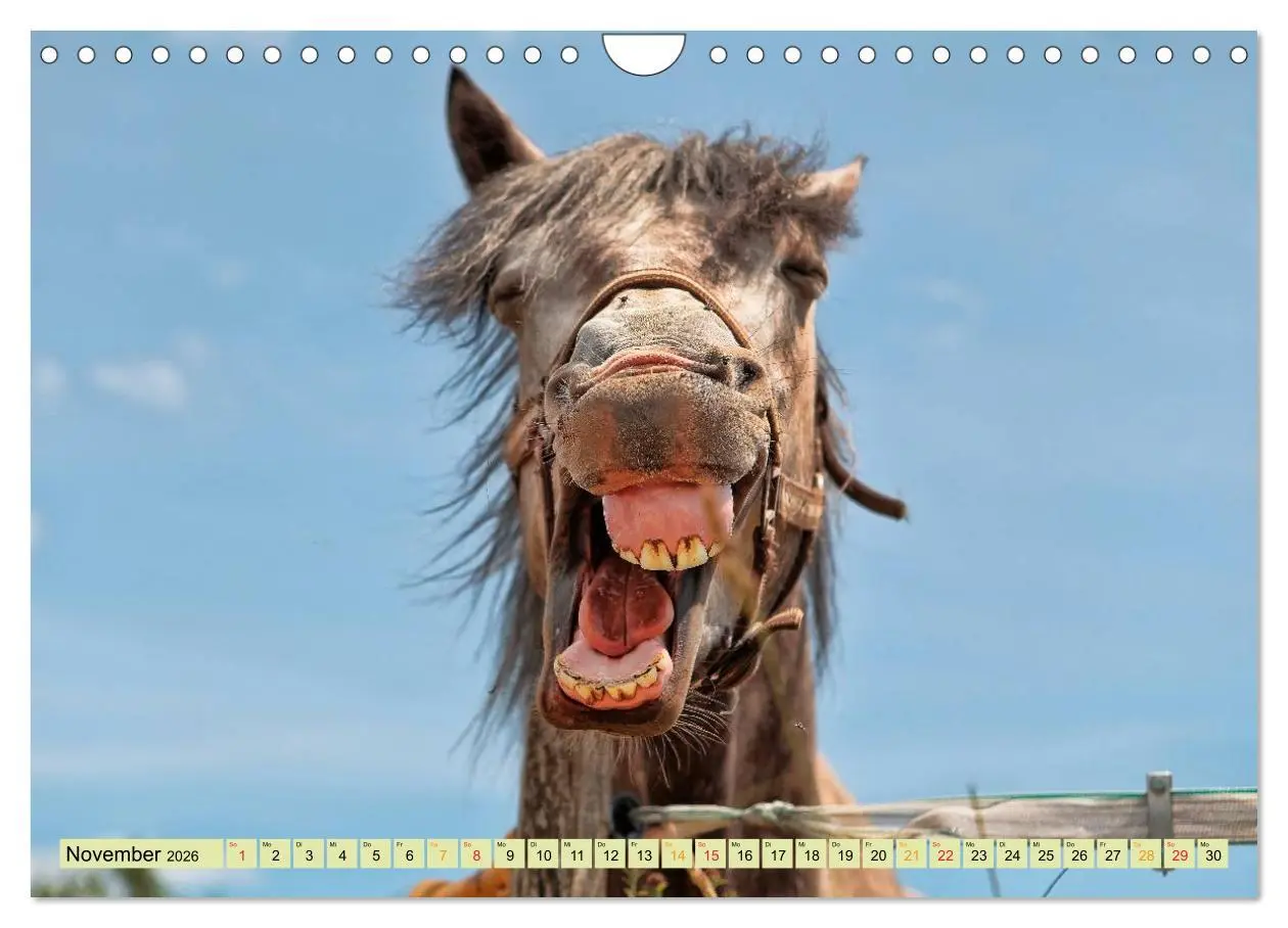 Bild: 9783457949283 | Lustig und verrückt - der ganz andere Tierkalender (Wandkalender...