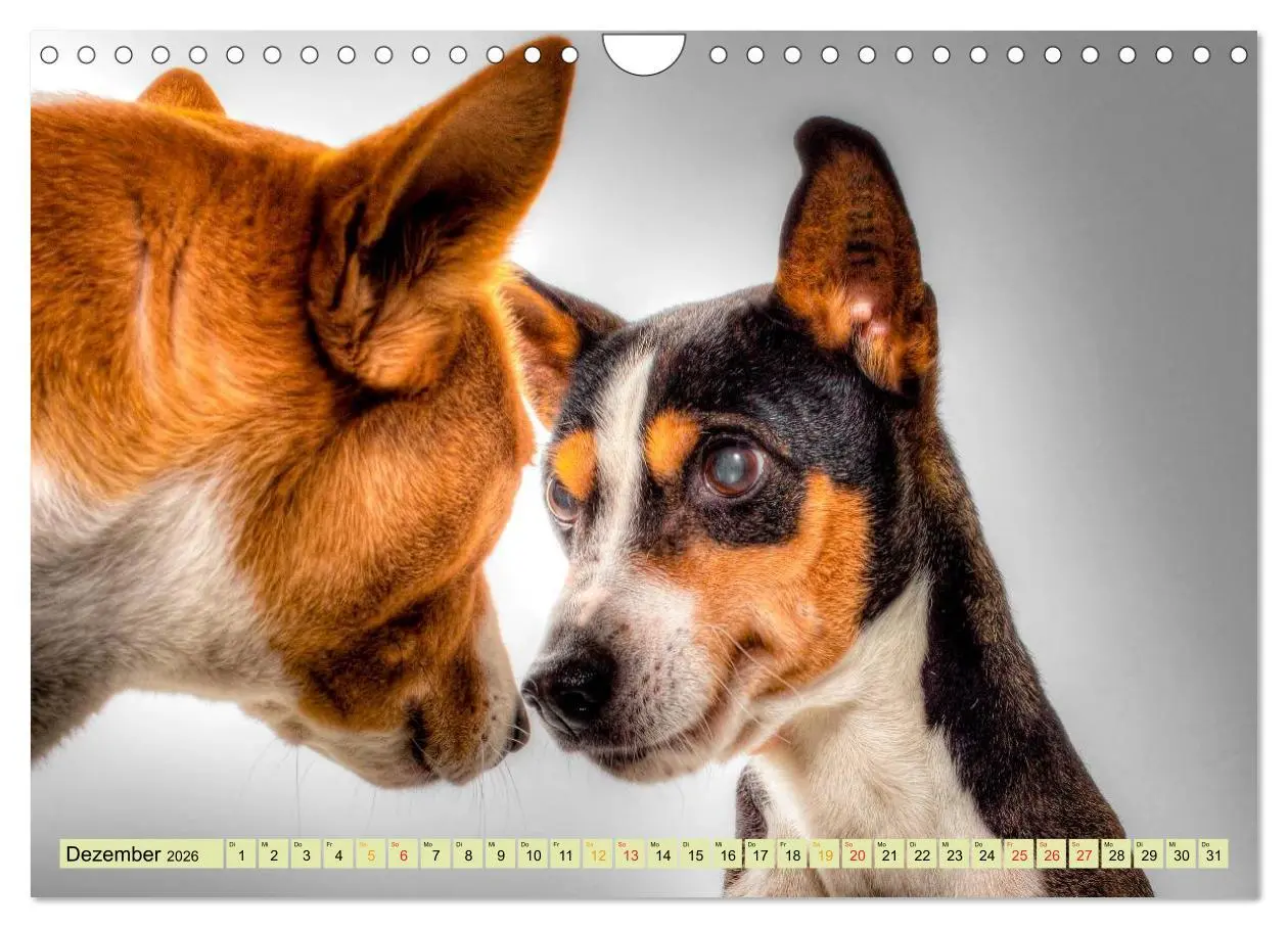 Bild: 9783457949283 | Lustig und verrückt - der ganz andere Tierkalender (Wandkalender...