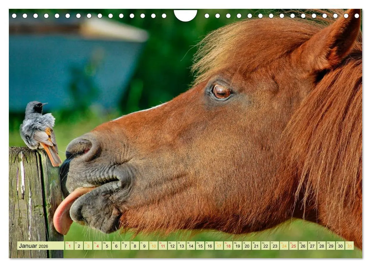 Bild: 9783457949283 | Lustig und verrückt - der ganz andere Tierkalender (Wandkalender...