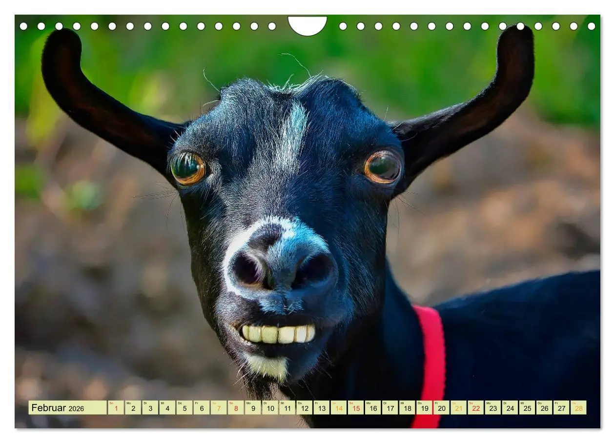 Bild: 9783457949283 | Lustig und verrückt - der ganz andere Tierkalender (Wandkalender...