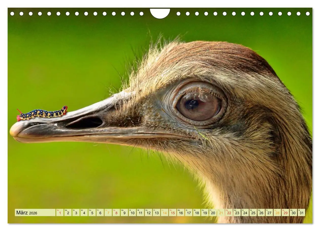 Bild: 9783457949283 | Lustig und verrückt - der ganz andere Tierkalender (Wandkalender...