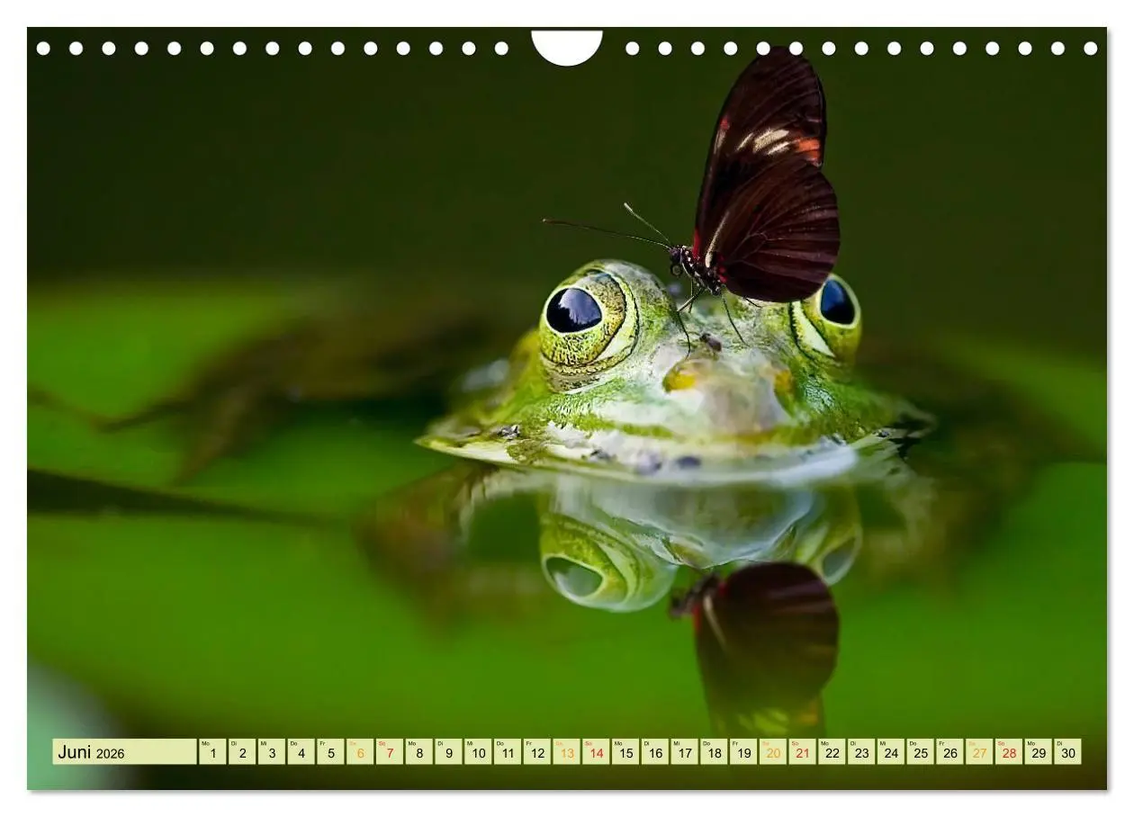 Bild: 9783457949283 | Lustig und verrückt - der ganz andere Tierkalender (Wandkalender...