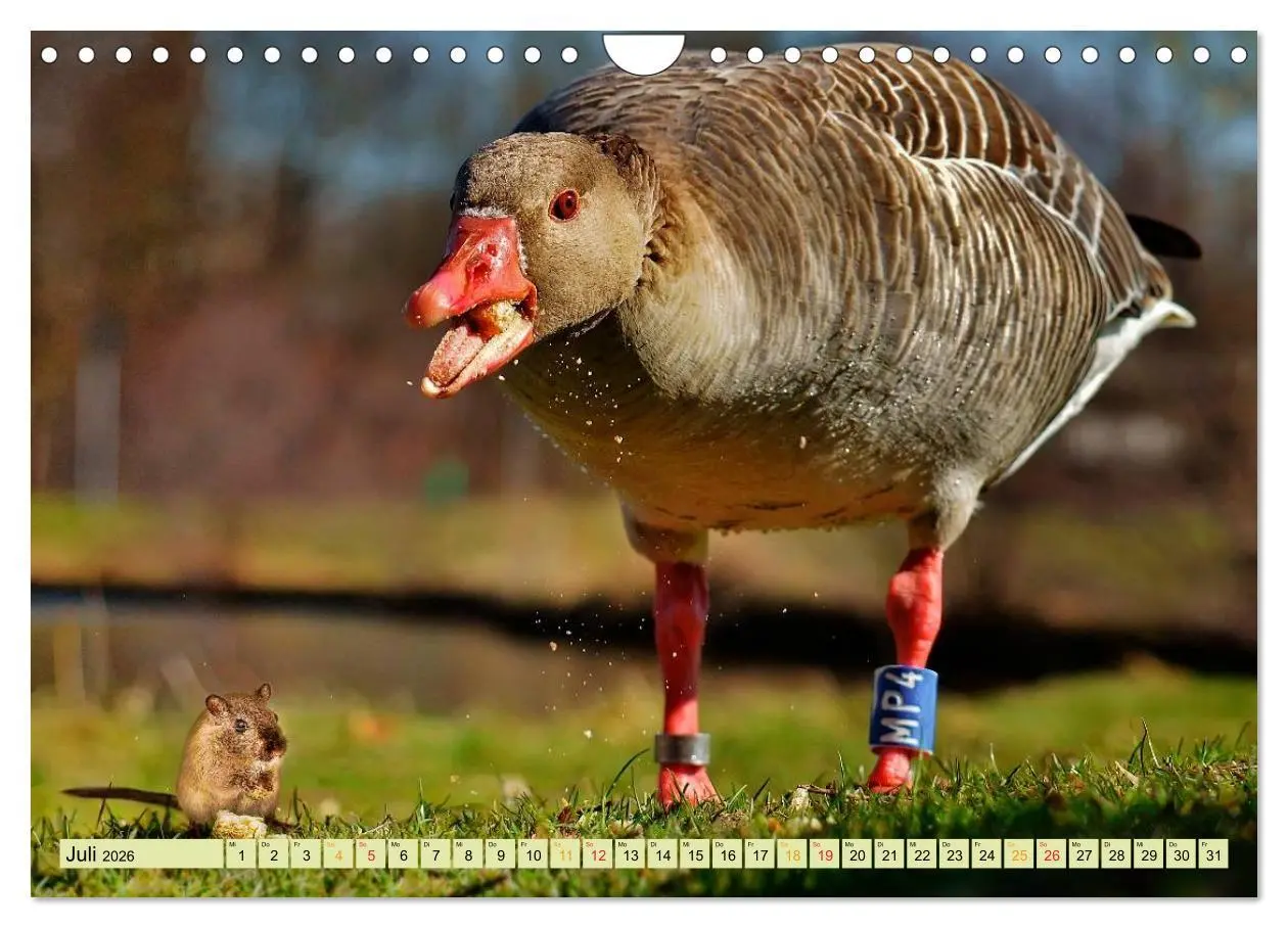 Bild: 9783457949283 | Lustig und verrückt - der ganz andere Tierkalender (Wandkalender...