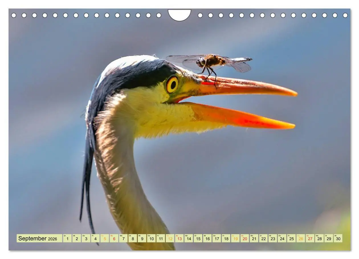 Bild: 9783457949283 | Lustig und verrückt - der ganz andere Tierkalender (Wandkalender...