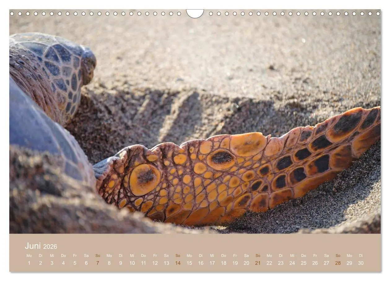 Bild: 9783516039283 | Hawaii Paradies auf Erden (Wandkalender 2026 DIN A3 quer), CALVENDO...