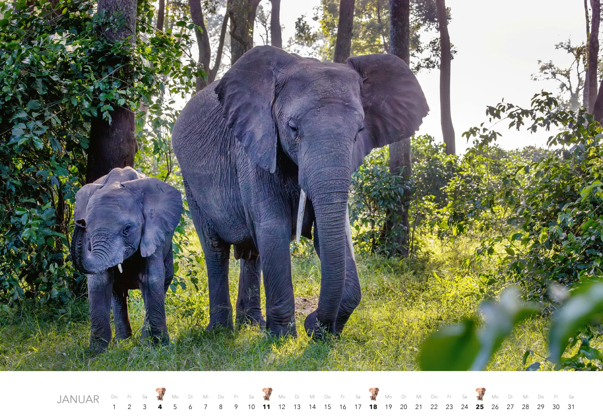 Bild: 9783966649483 | Elefanten Kalender 2026 | J. -L. Klein (u. a.) | Kalender | 14 S.