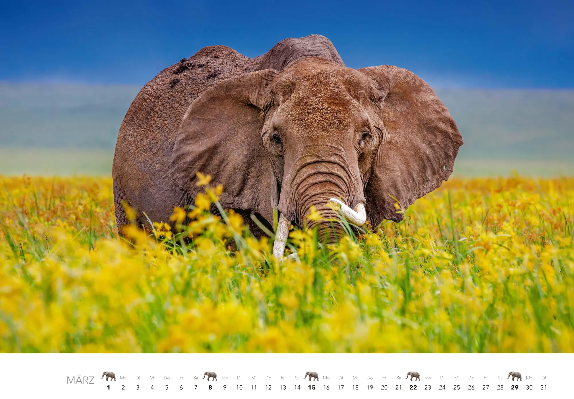 Bild: 9783966649483 | Elefanten Kalender 2026 | J. -L. Klein (u. a.) | Kalender | 14 S.