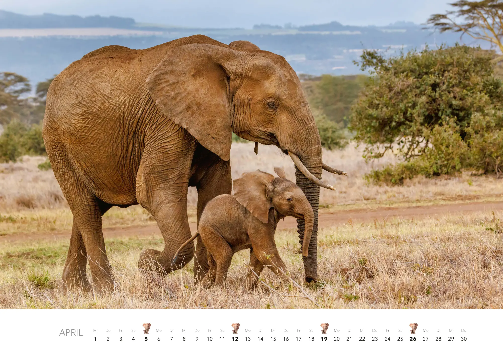 Bild: 9783966649483 | Elefanten Kalender 2026 | J. -L. Klein (u. a.) | Kalender | 14 S.