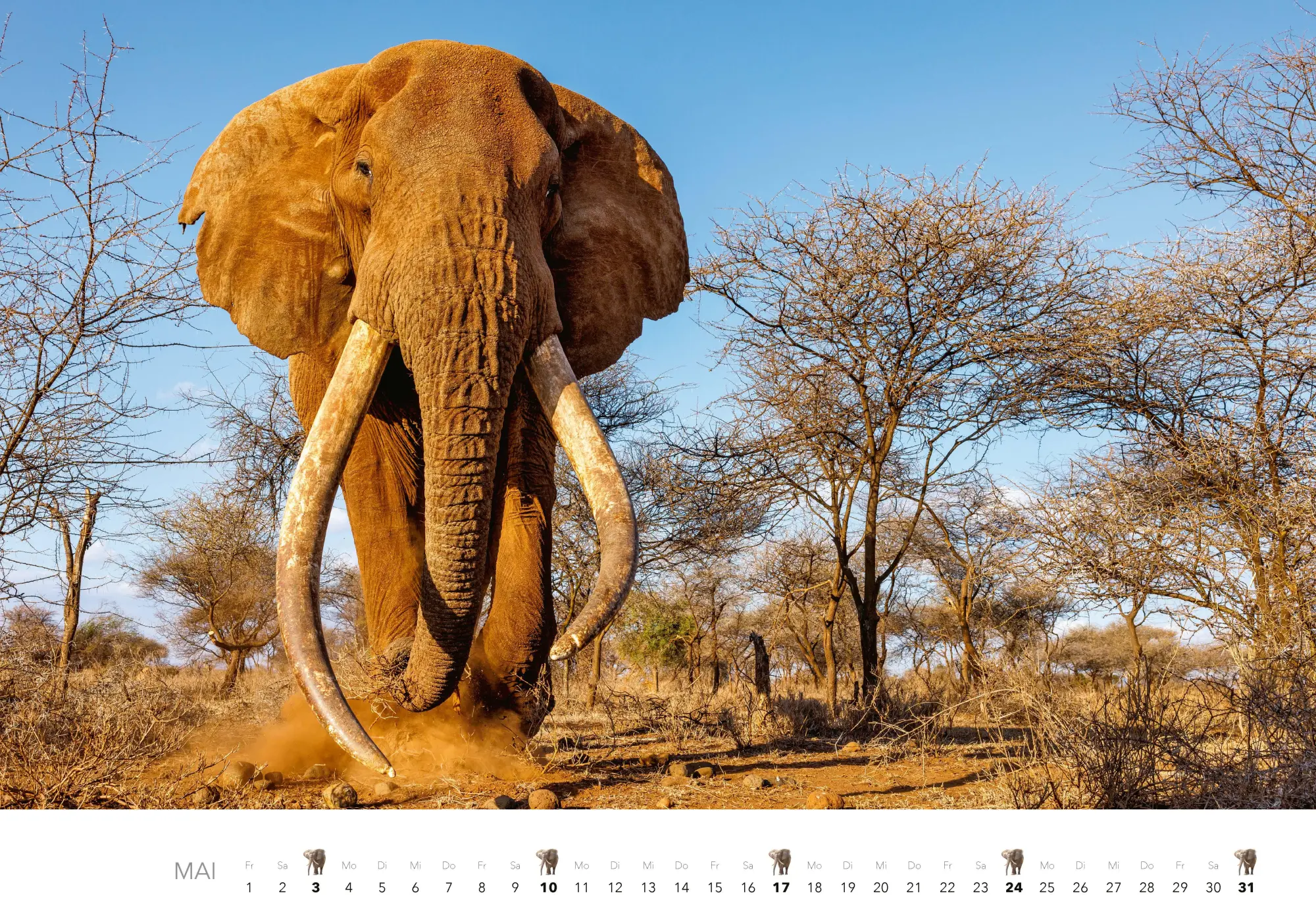 Bild: 9783966649483 | Elefanten Kalender 2026 | J. -L. Klein (u. a.) | Kalender | 14 S.