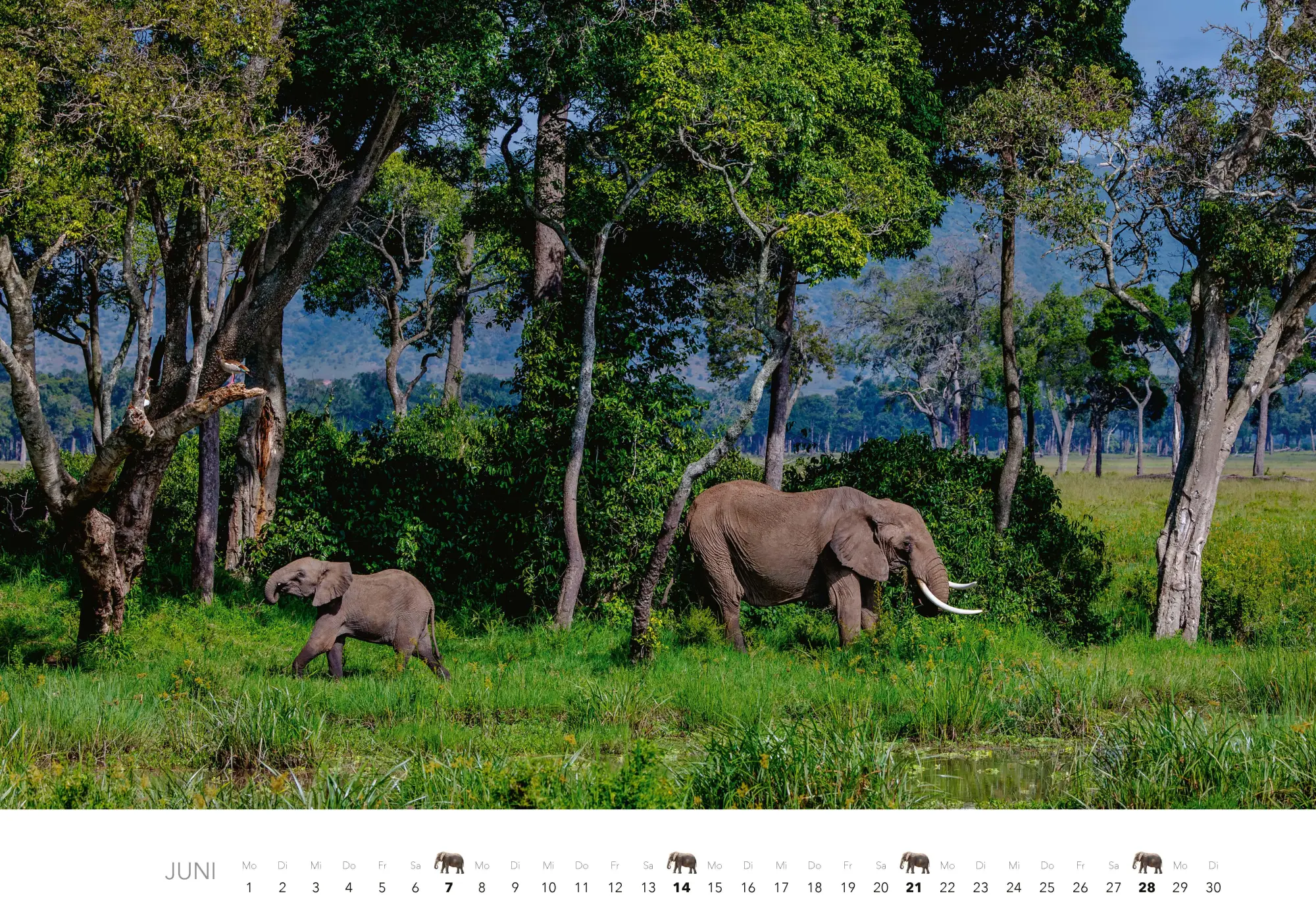 Bild: 9783966649483 | Elefanten Kalender 2026 | J. -L. Klein (u. a.) | Kalender | 14 S.