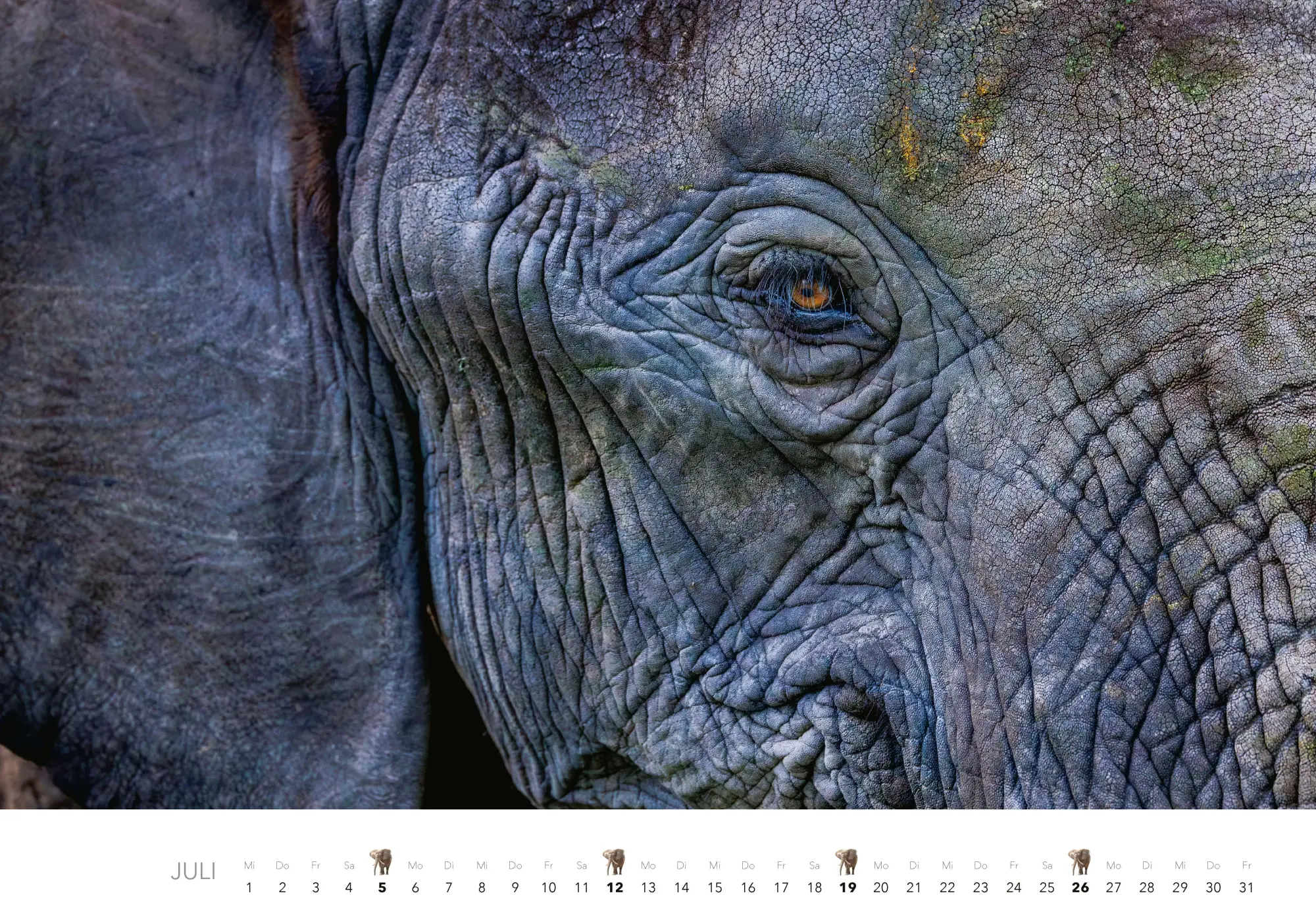 Bild: 9783966649483 | Elefanten Kalender 2026 | J. -L. Klein (u. a.) | Kalender | 14 S.