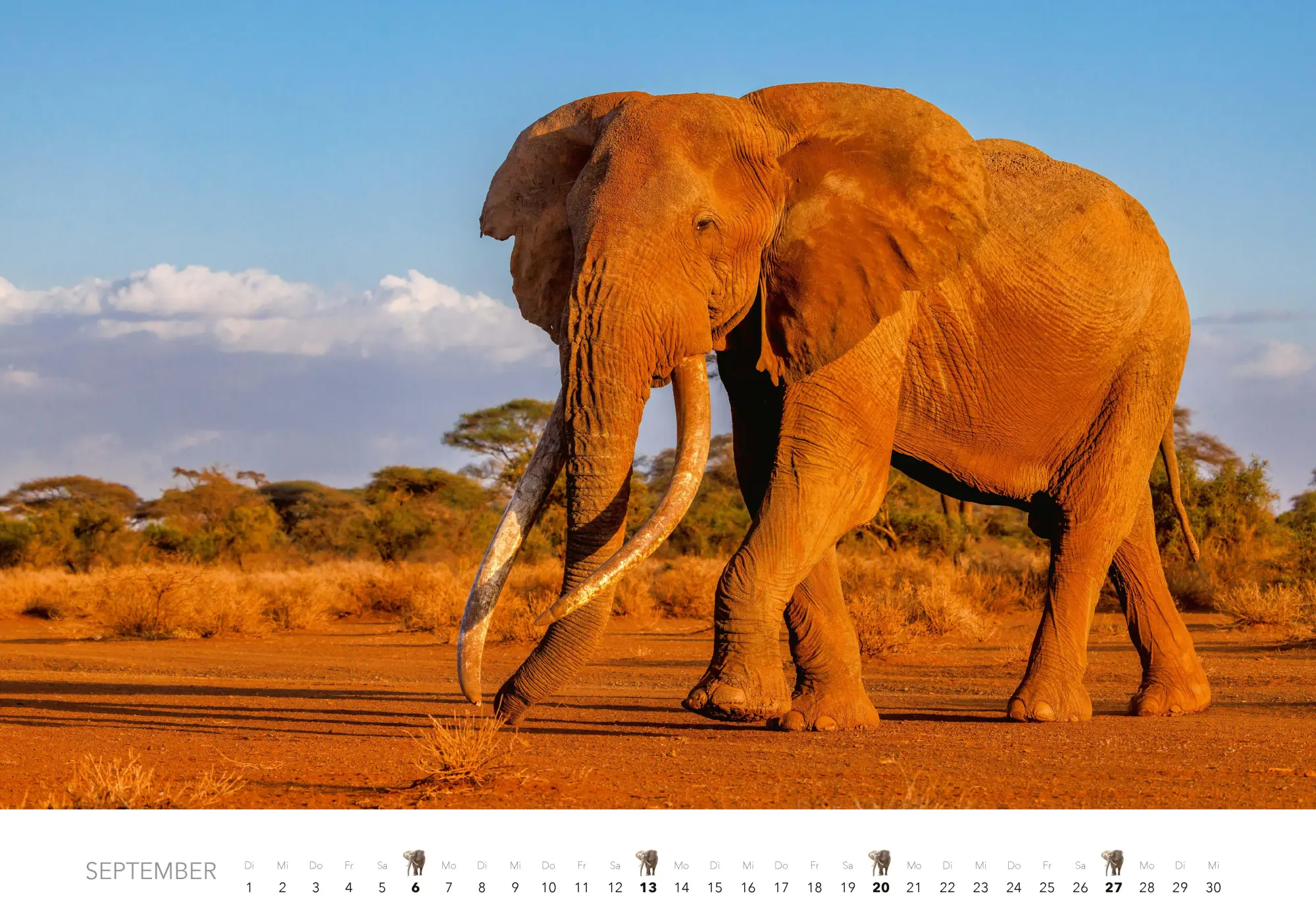 Bild: 9783966649483 | Elefanten Kalender 2026 | J. -L. Klein (u. a.) | Kalender | 14 S.