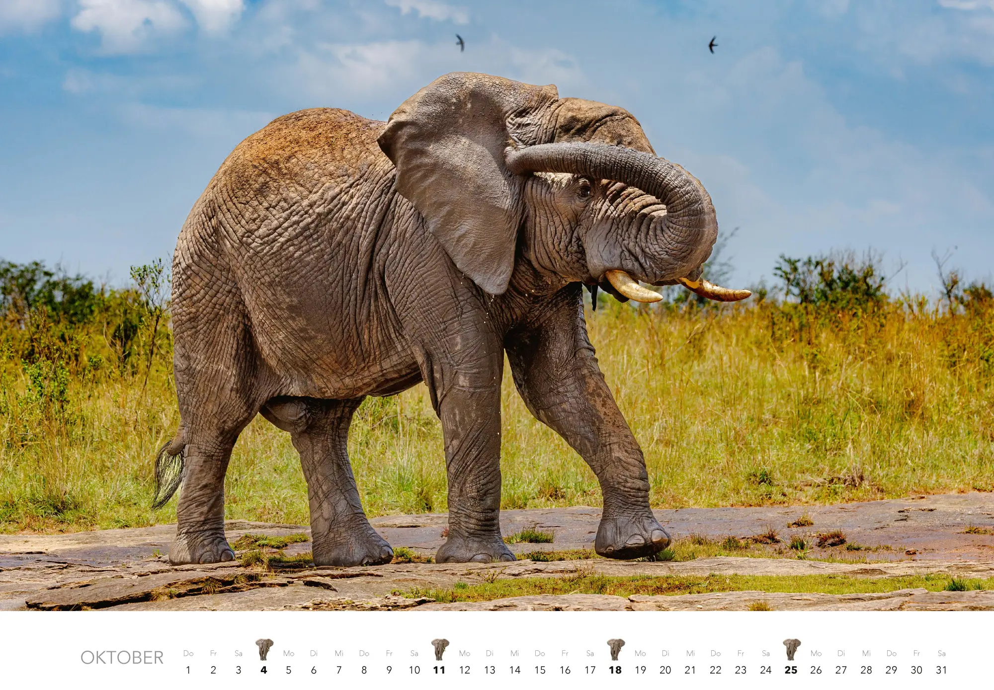 Bild: 9783966649483 | Elefanten Kalender 2026 | J. -L. Klein (u. a.) | Kalender | 14 S.