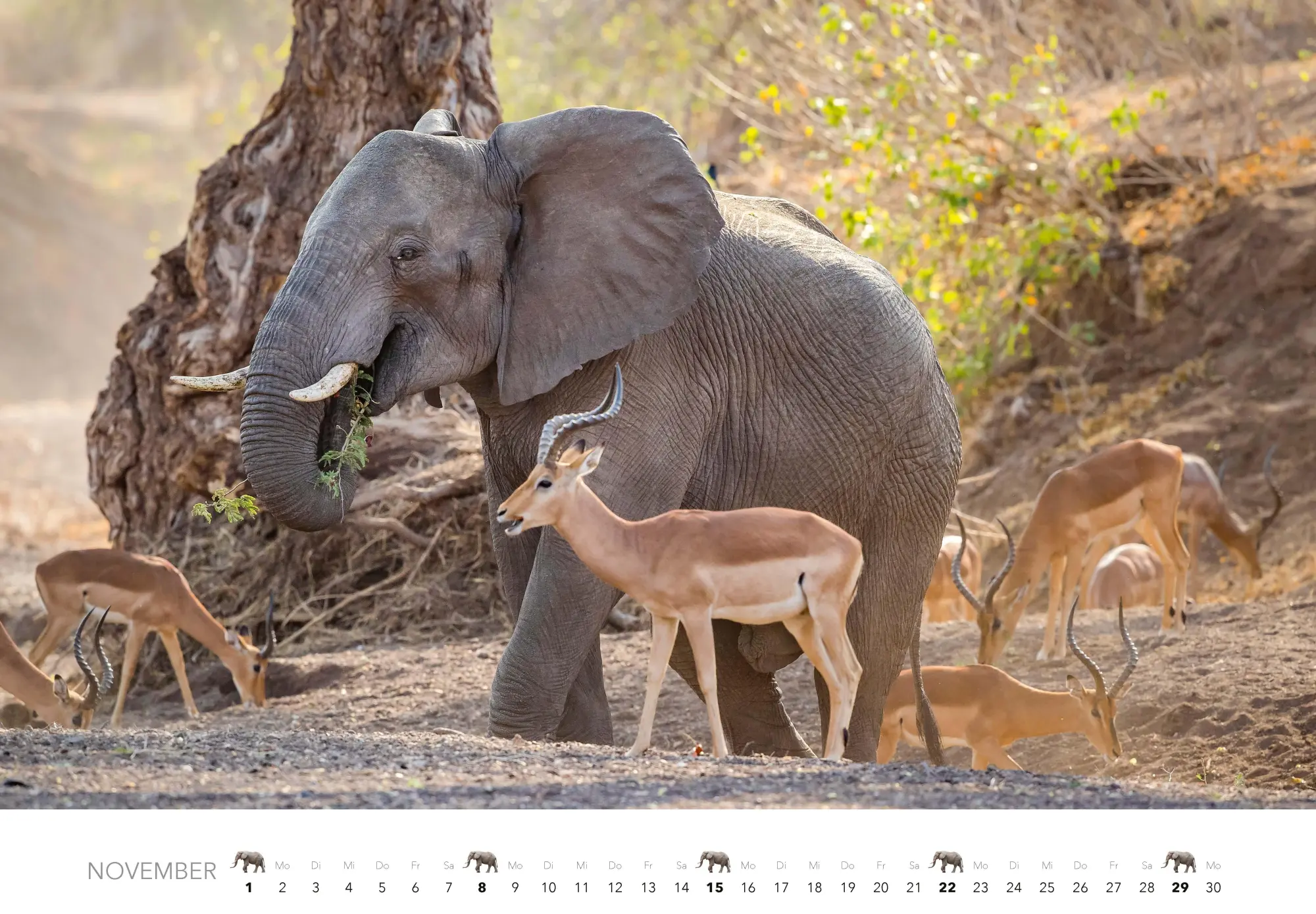 Bild: 9783966649483 | Elefanten Kalender 2026 | J. -L. Klein (u. a.) | Kalender | 14 S.