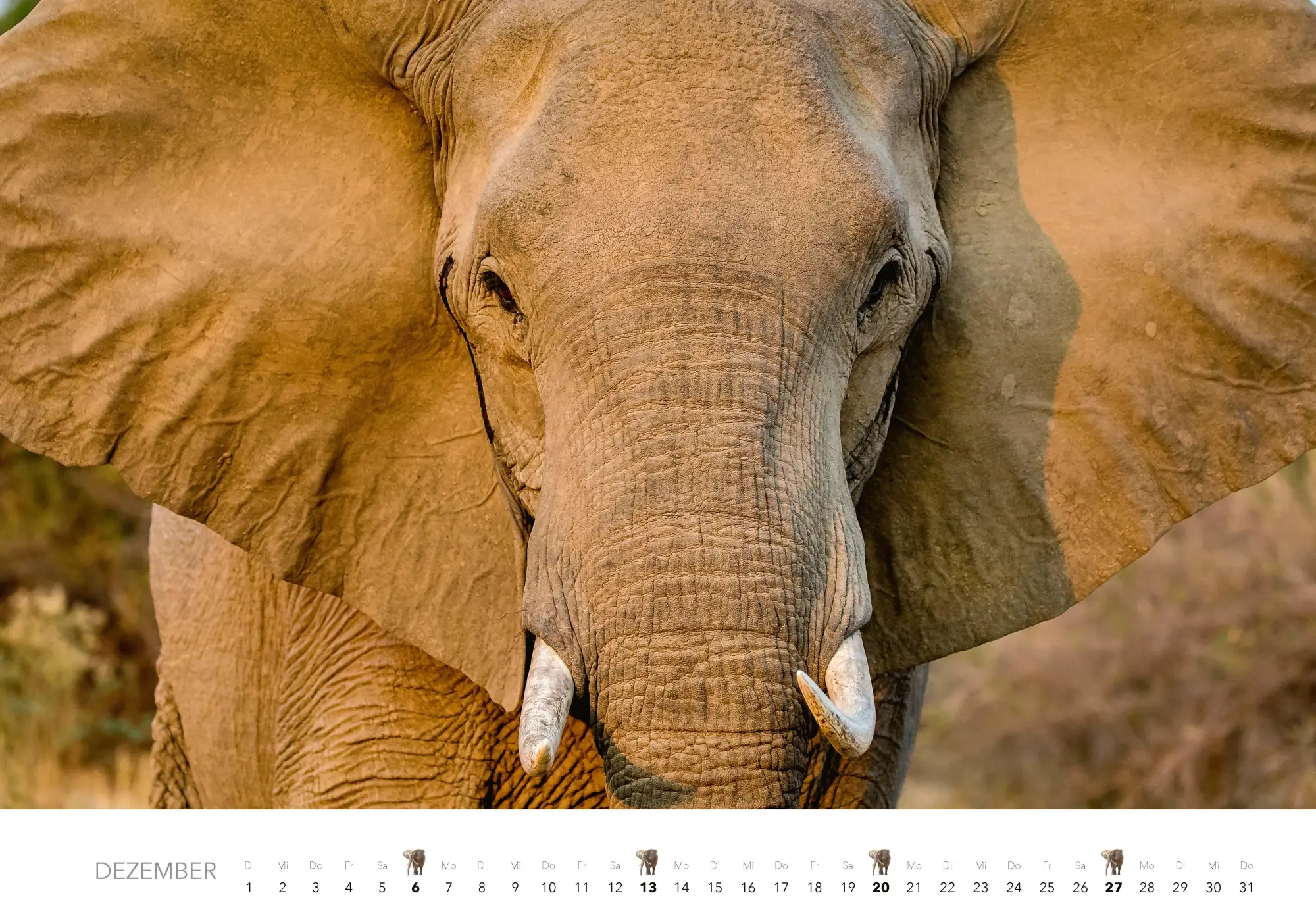 Bild: 9783966649483 | Elefanten Kalender 2026 | J. -L. Klein (u. a.) | Kalender | 14 S.