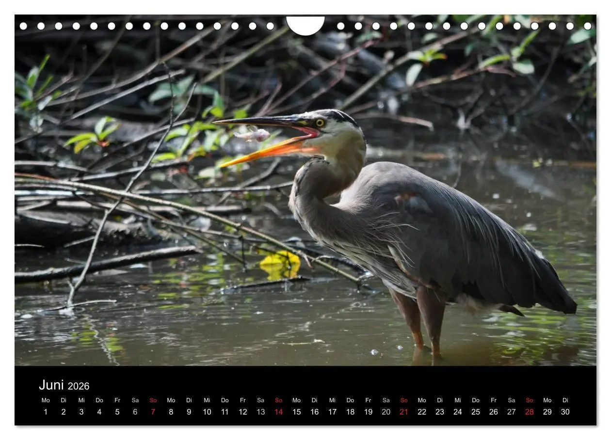 Bild: 9783516169683 | Vancouver und Vancouver Island 2026 (Wandkalender 2026 DIN A4...
