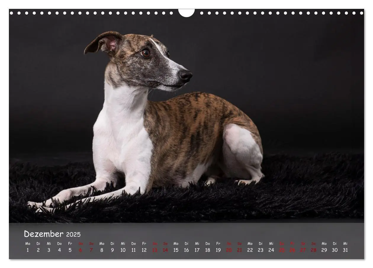 Bild: 9783383889783 | Whippets - Seelenhunde fürs Leben (Wandkalender 2025 DIN A3 quer),...