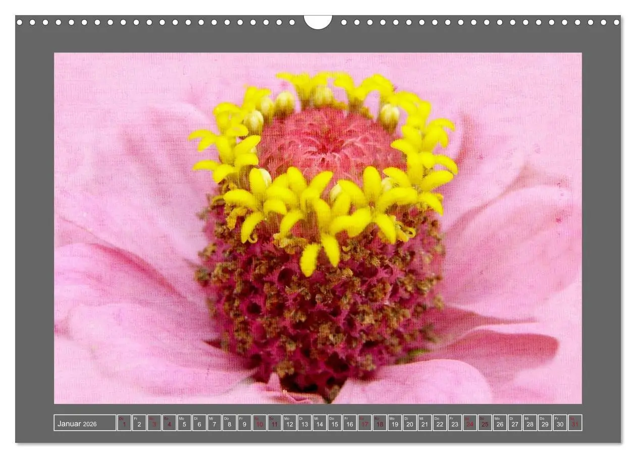 Bild: 9783516229783 | Blumen für dich (Wandkalender 2026 DIN A3 quer), CALVENDO...