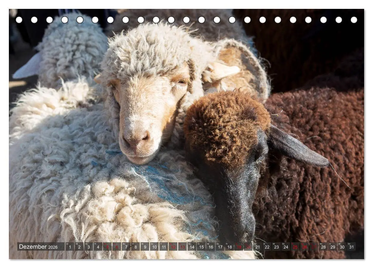 Bild: 9783457749883 | Kasachstan und Kirgistan (Tischkalender 2026 DIN A5 quer), CALVENDO...