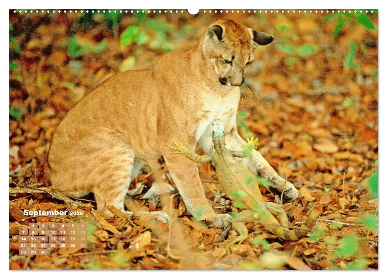 Bild: 9783457289983 | Puma: Auf leisen Pfoten (Wandkalender 2026 DIN A2 quer), CALVENDO...