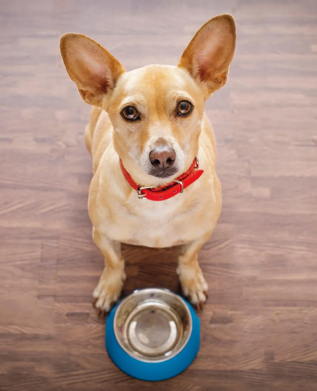 Bild: 9783960589983 | mixtipp: Lieblings-Leckerlis | Hundekekse aus dem Thermomix® | Lühert