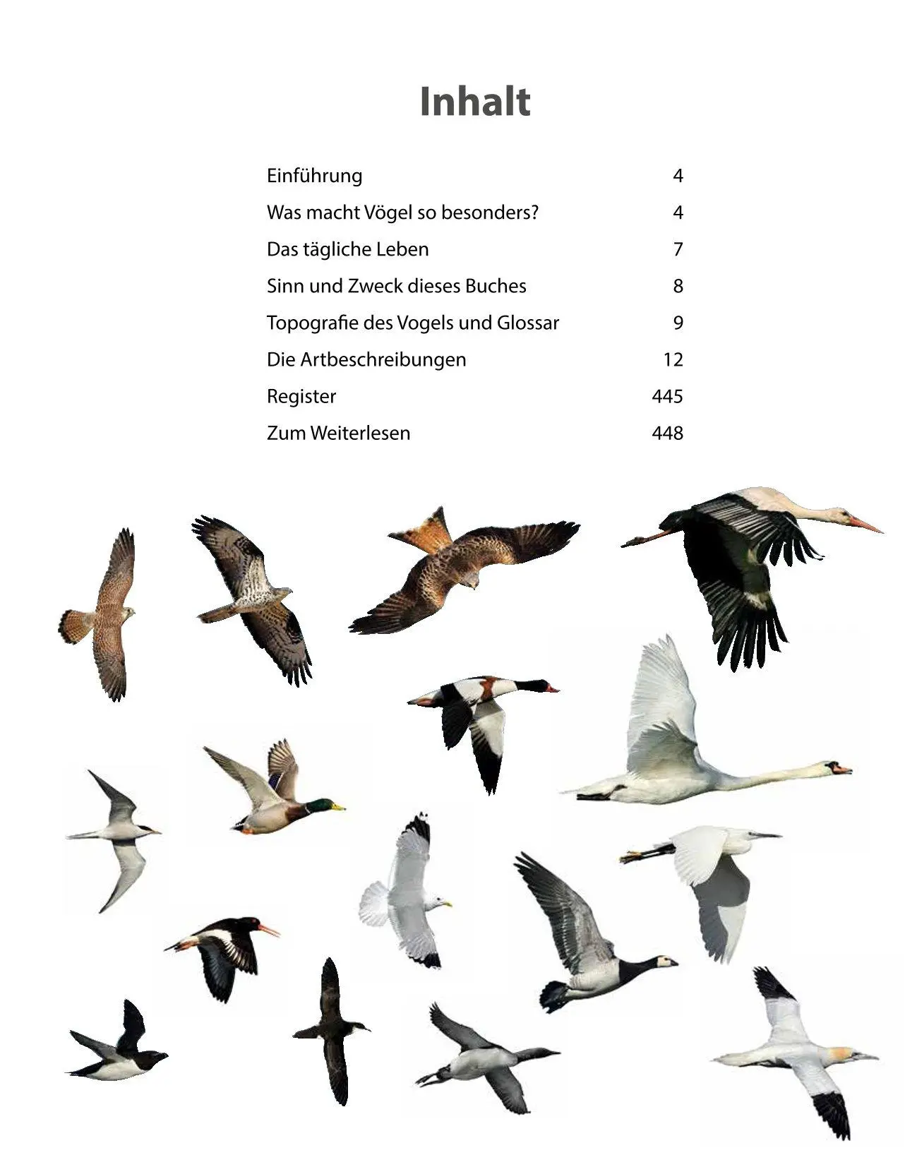 Bild: 9783690190084 | Vögel lebensgroß | Paul Sterry (u. a.) | Buch | 250 S. | Deutsch