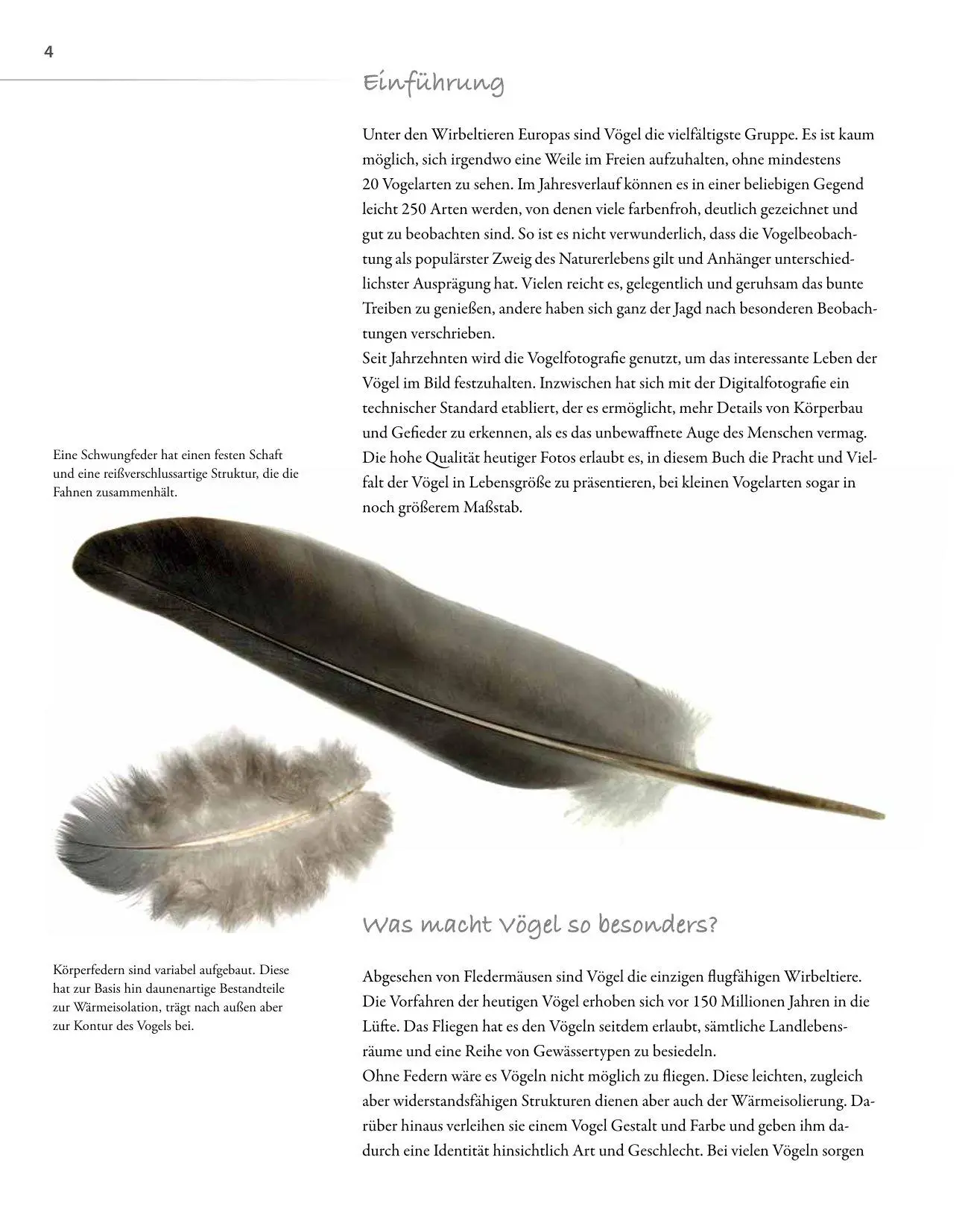 Bild: 9783690190084 | Vögel lebensgroß | Paul Sterry (u. a.) | Buch | 250 S. | Deutsch