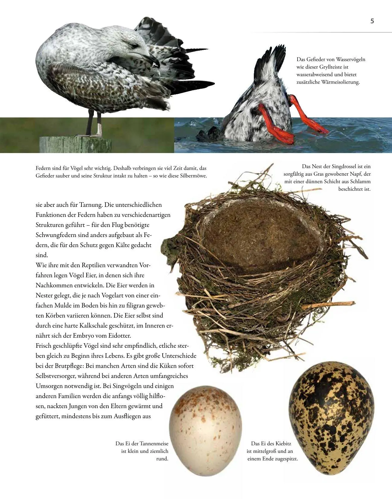 Bild: 9783690190084 | Vögel lebensgroß | Paul Sterry (u. a.) | Buch | 250 S. | Deutsch