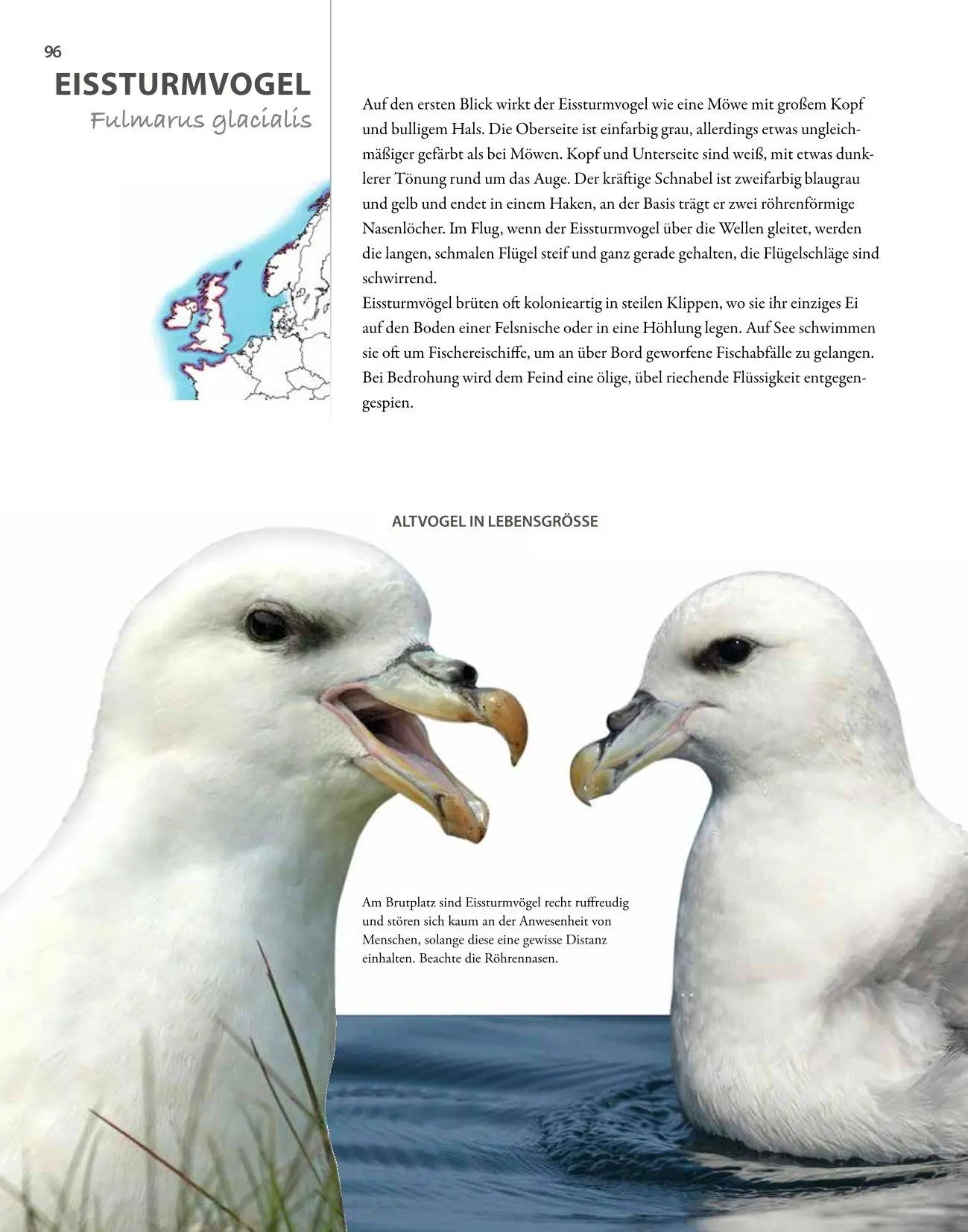 Bild: 9783690190084 | Vögel lebensgroß | Paul Sterry (u. a.) | Buch | 250 S. | Deutsch