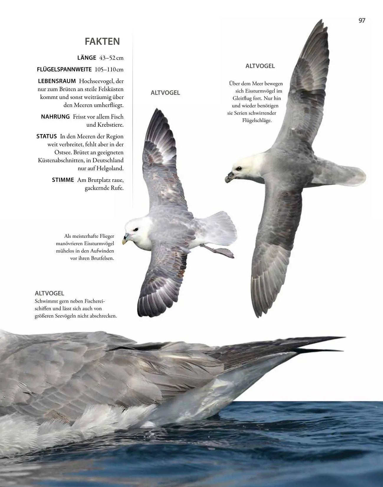 Bild: 9783690190084 | Vögel lebensgroß | Paul Sterry (u. a.) | Buch | 250 S. | Deutsch