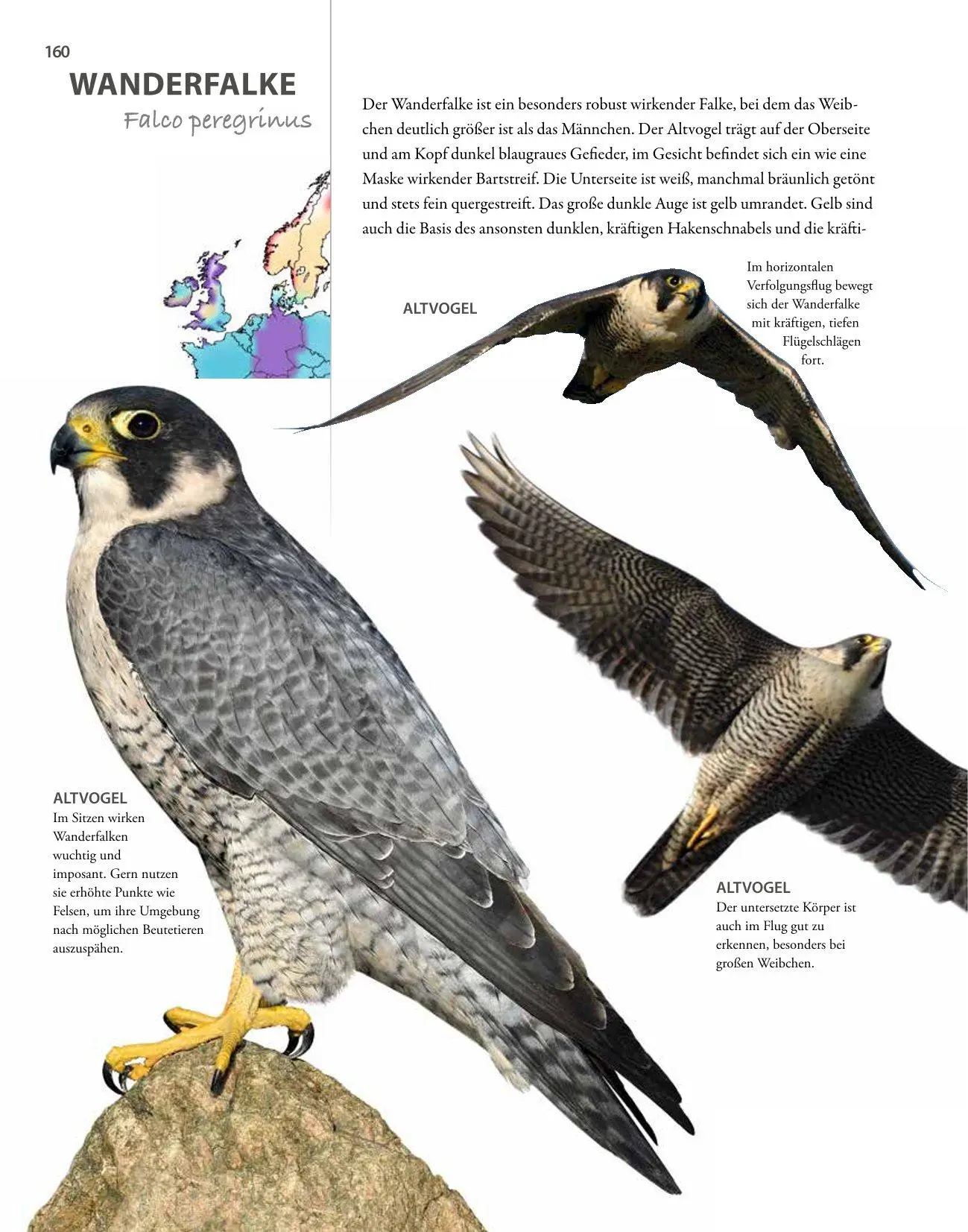 Bild: 9783690190084 | Vögel lebensgroß | Paul Sterry (u. a.) | Buch | 250 S. | Deutsch