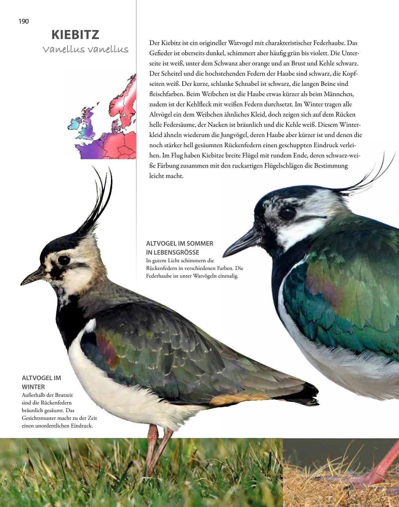 Bild: 9783690190084 | Vögel lebensgroß | Paul Sterry (u. a.) | Buch | 250 S. | Deutsch
