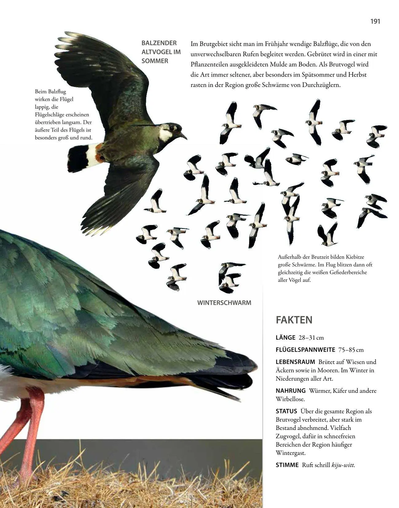 Bild: 9783690190084 | Vögel lebensgroß | Paul Sterry (u. a.) | Buch | 250 S. | Deutsch