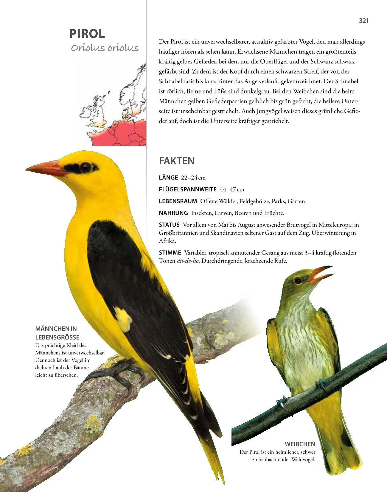 Bild: 9783690190084 | Vögel lebensgroß | Paul Sterry (u. a.) | Buch | 250 S. | Deutsch