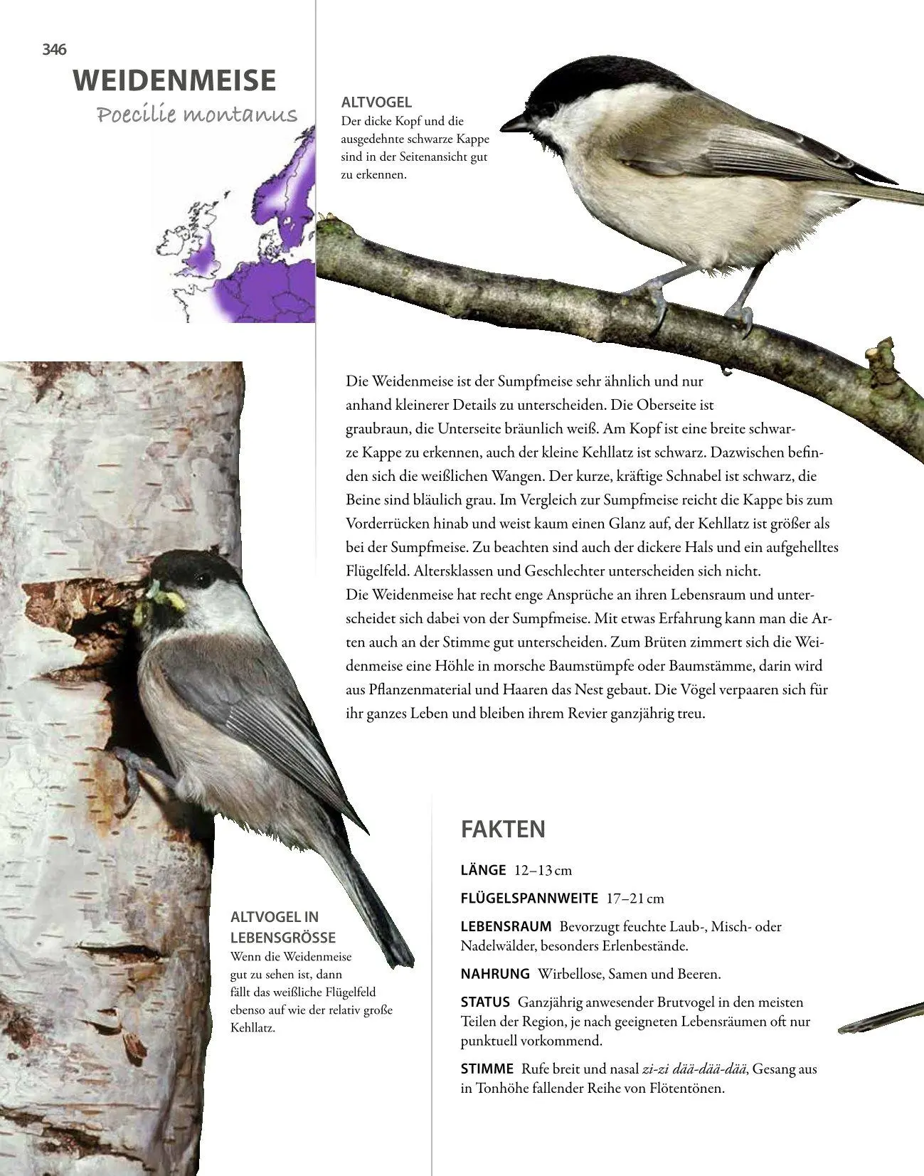 Bild: 9783690190084 | Vögel lebensgroß | Paul Sterry (u. a.) | Buch | 250 S. | Deutsch