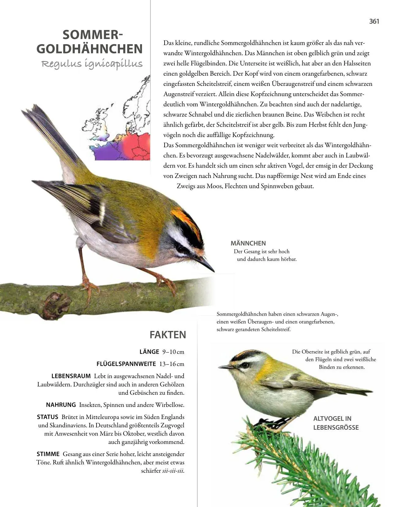 Bild: 9783690190084 | Vögel lebensgroß | Paul Sterry (u. a.) | Buch | 250 S. | Deutsch