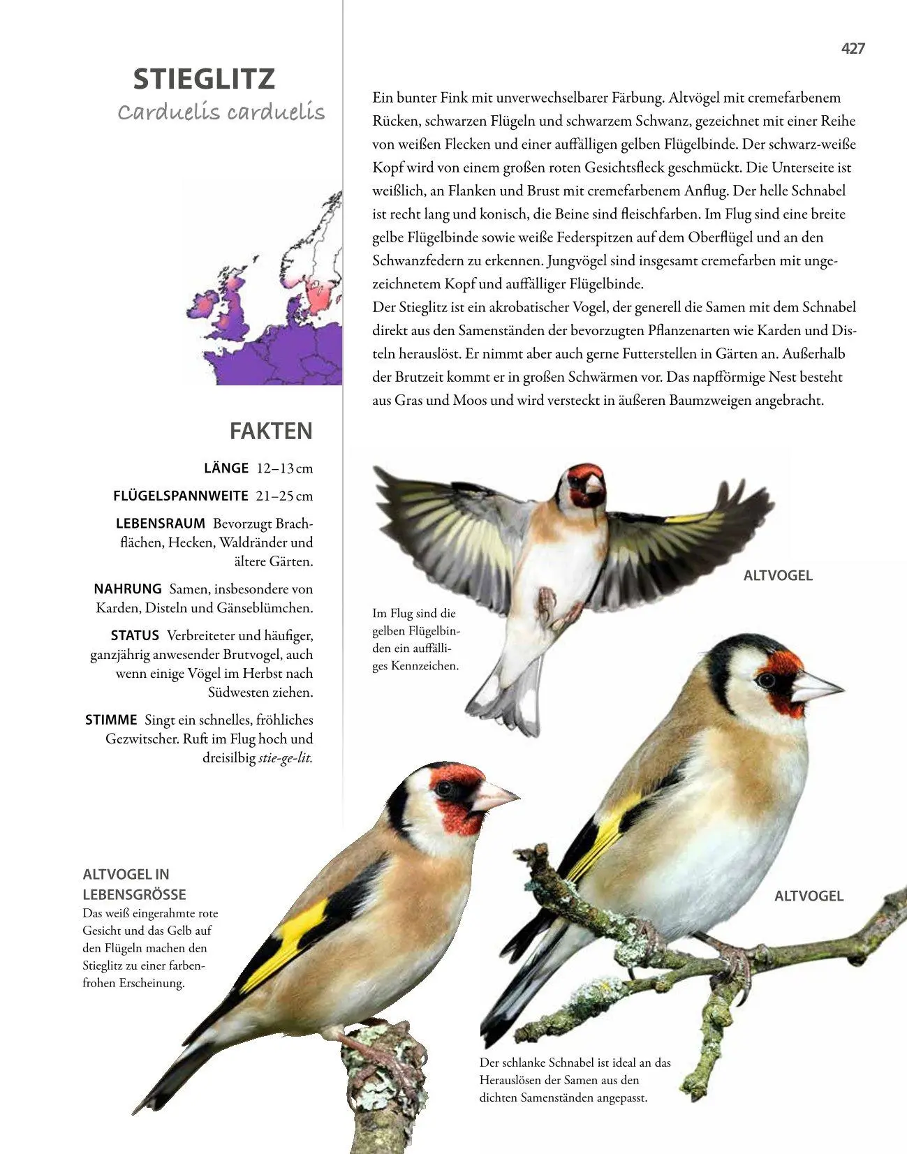 Bild: 9783690190084 | Vögel lebensgroß | Paul Sterry (u. a.) | Buch | 250 S. | Deutsch