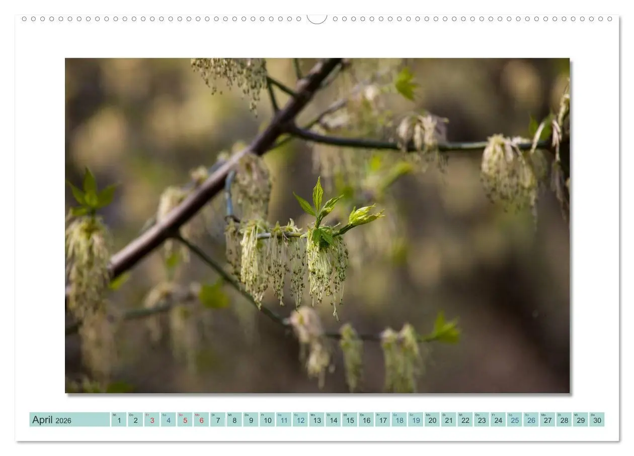Bild: 9783516000184 | Augenblicke im Müritz Nationalpark (Wandkalender 2026 DIN A2 quer),...
