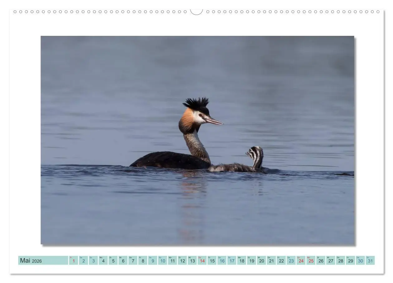 Bild: 9783516000184 | Augenblicke im Müritz Nationalpark (Wandkalender 2026 DIN A2 quer),...
