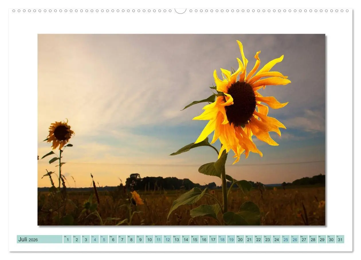 Bild: 9783516000184 | Augenblicke im Müritz Nationalpark (Wandkalender 2026 DIN A2 quer),...