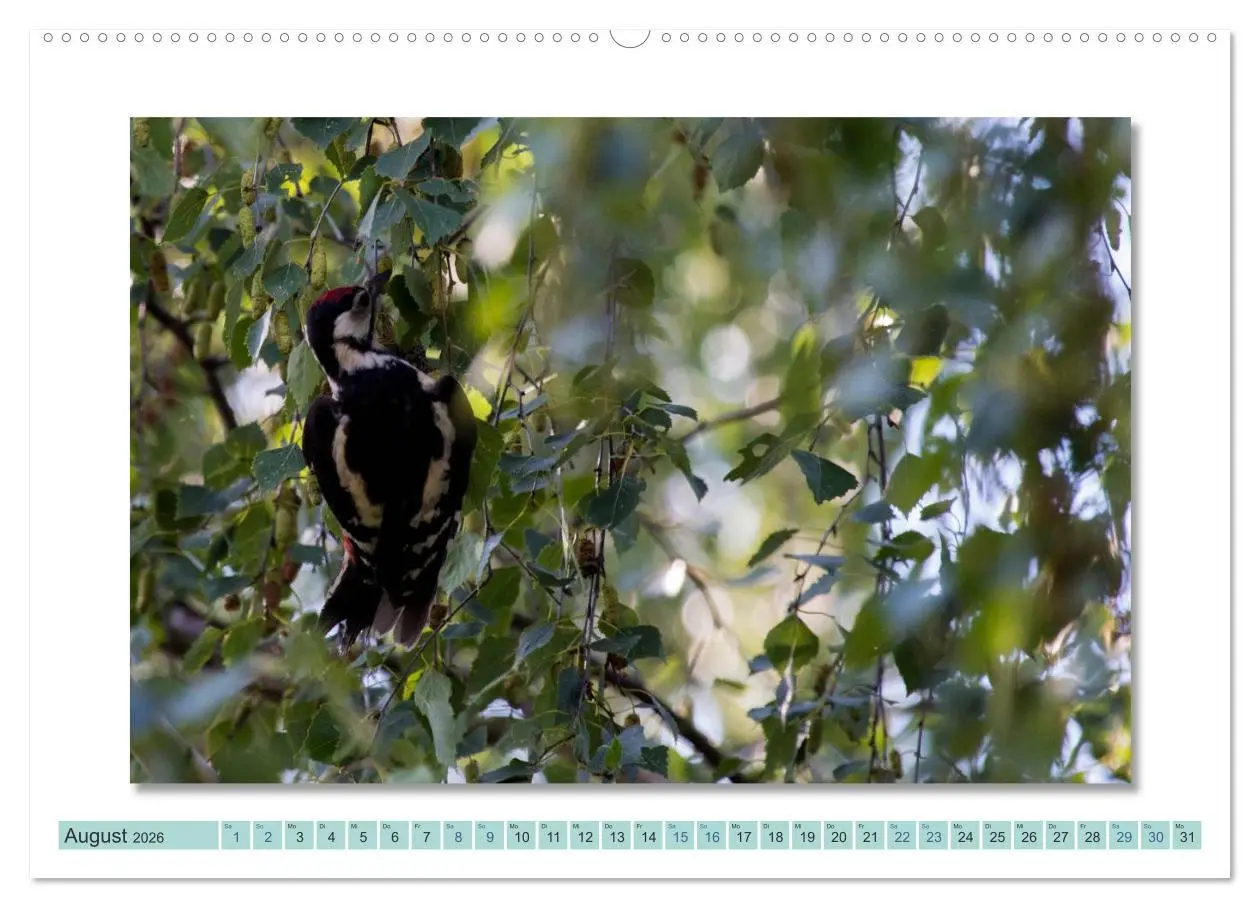 Bild: 9783516000184 | Augenblicke im Müritz Nationalpark (Wandkalender 2026 DIN A2 quer),...