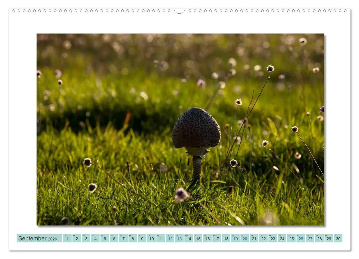 Bild: 9783516000184 | Augenblicke im Müritz Nationalpark (Wandkalender 2026 DIN A2 quer),...