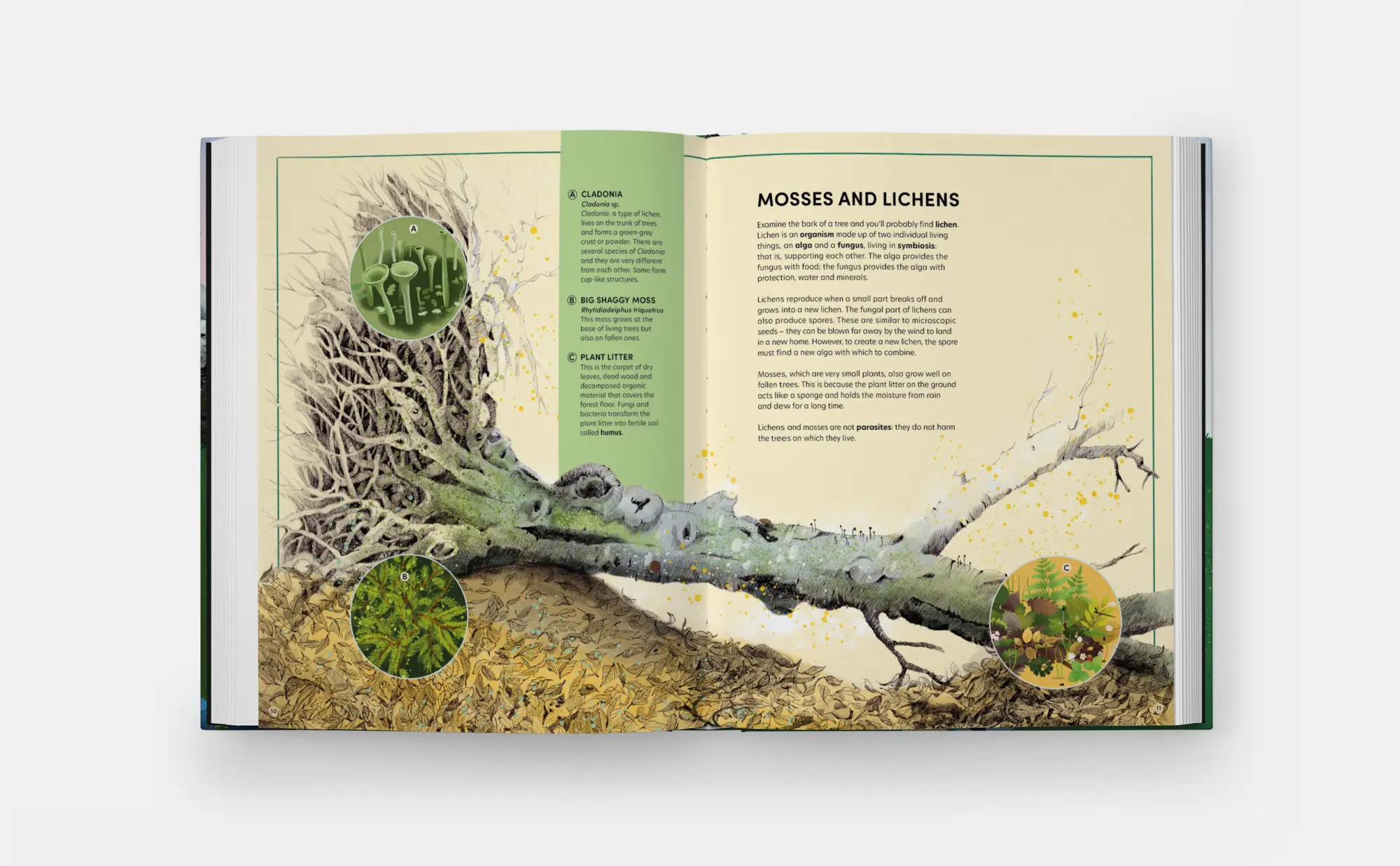 Bild: 9781837290284 | The Tomorrow Tree | How Nature Creates New Life From Old | Michno